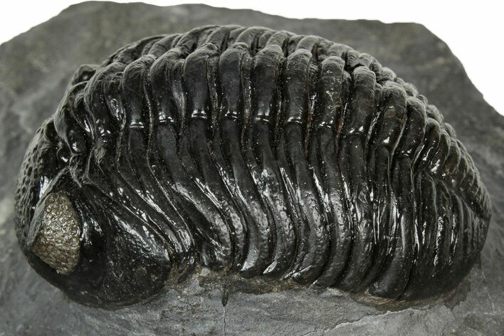 Detailed Pedinopariops Trilobite - Mrakib, Morocco #348137